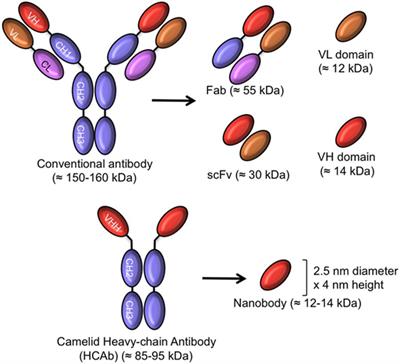 Nanobodies As Novel Agents for Targeting Angiogenesis in Solid Cancers